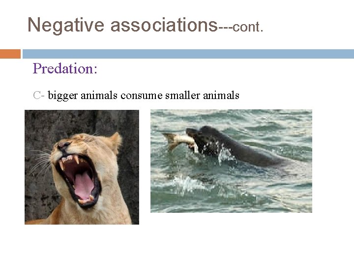 Negative associations---cont. Predation: C- bigger animals consume smaller animals 