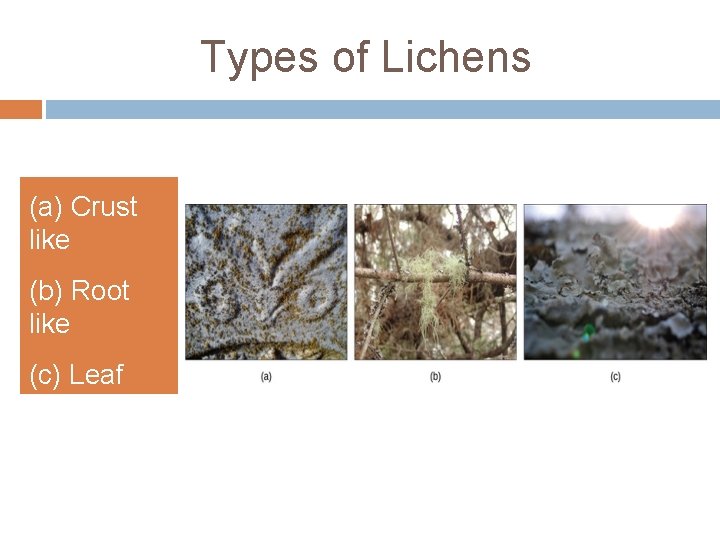 Types of Lichens (a) Crust like (b) Root like (c) Leaf like 
