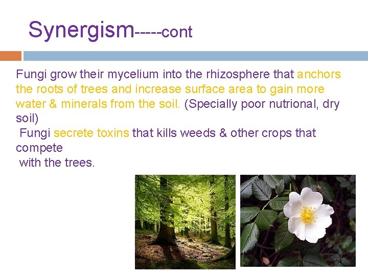 Synergism-----cont Fungi grow their mycelium into the rhizosphere that anchors the roots of trees