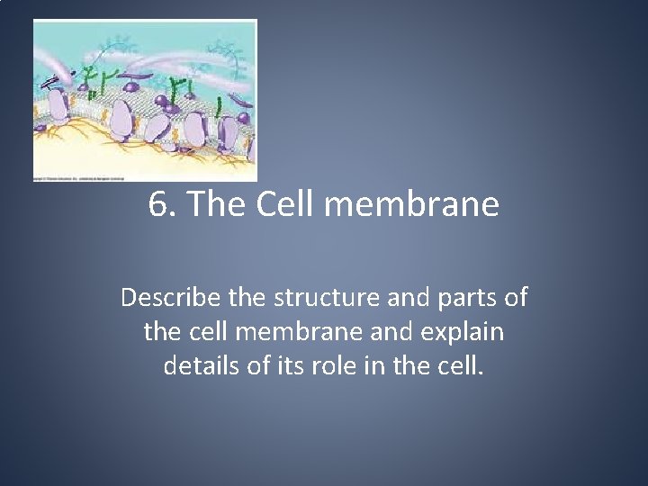 6. The Cell membrane Describe the structure and parts of the cell membrane and