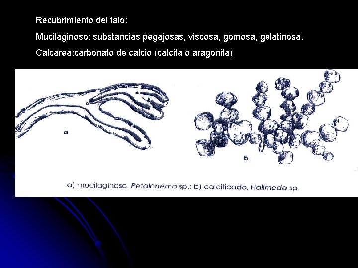 Recubrimiento del talo: Mucilaginoso: substancias pegajosas, viscosa, gomosa, gelatinosa. Calcarea: carbonato de calcio (calcita