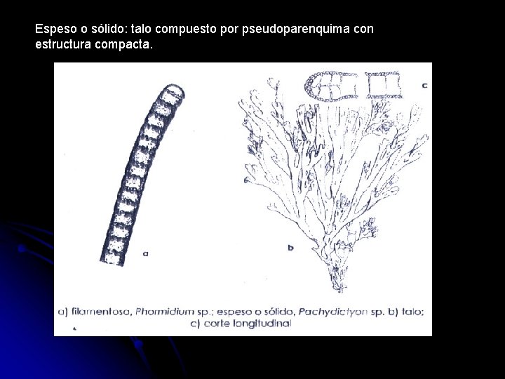 Espeso o sólido: talo compuesto por pseudoparenquima con estructura compacta. 