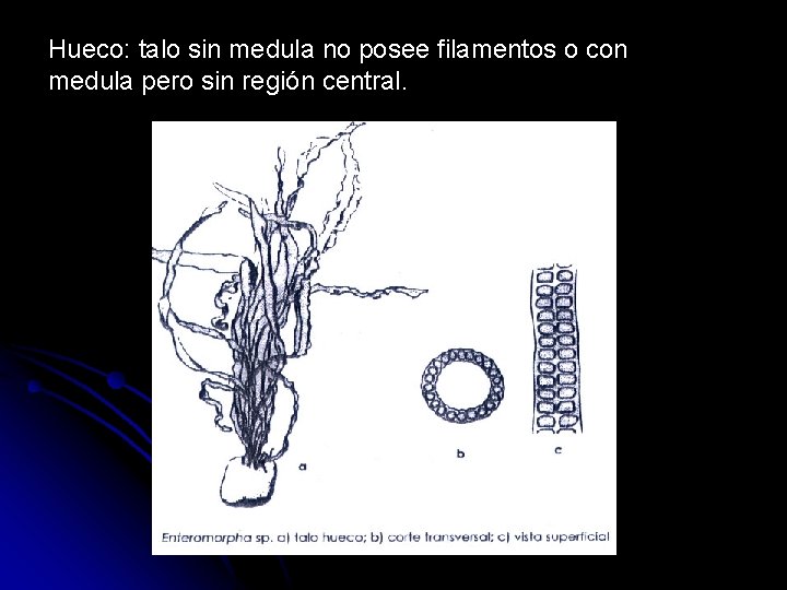 Hueco: talo sin medula no posee filamentos o con medula pero sin región central.