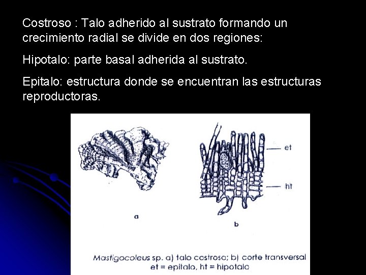 Costroso : Talo adherido al sustrato formando un crecimiento radial se divide en dos