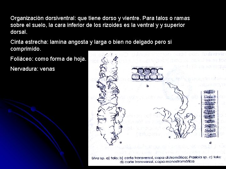 Organizaciòn dorsiventral: que tiene dorso y vientre. Para talos o ramas sobre el suelo,