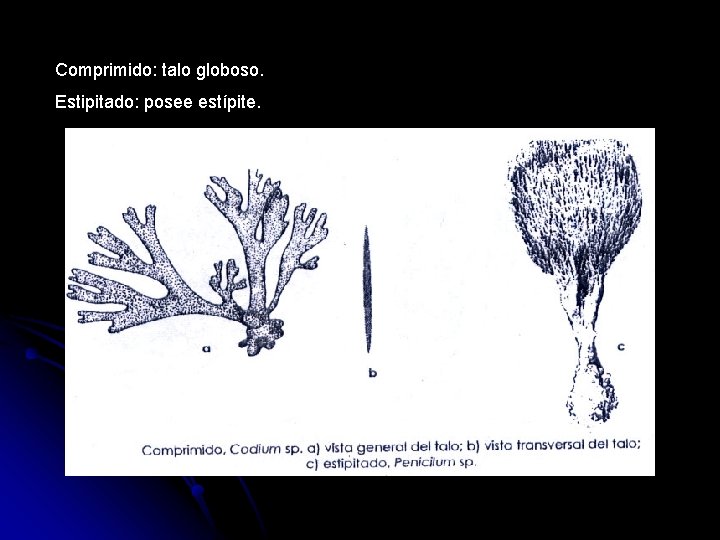 Comprimido: talo globoso. Estipitado: posee estípite. 