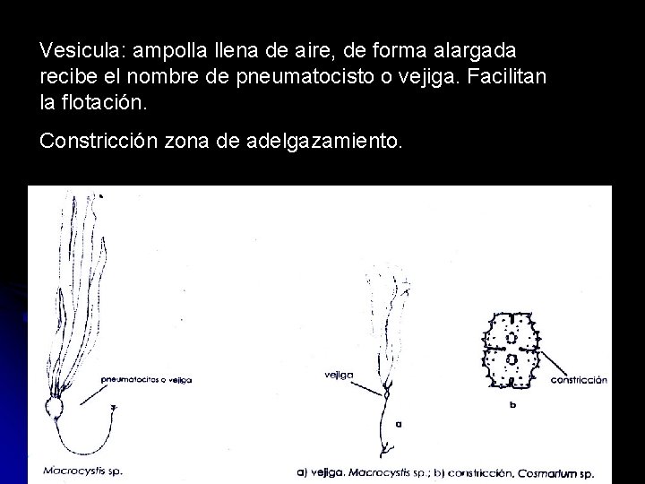Vesicula: ampolla llena de aire, de forma alargada recibe el nombre de pneumatocisto o