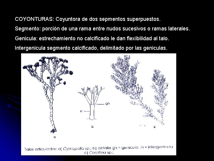 COYONTURAS: Coyuntora de dos sepmentos superpuestos. Segmento: porción de una rama entre nudos sucesivos