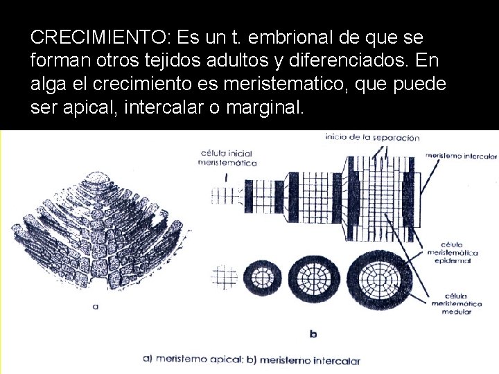 CRECIMIENTO: Es un t. embrional de que se forman otros tejidos adultos y diferenciados.