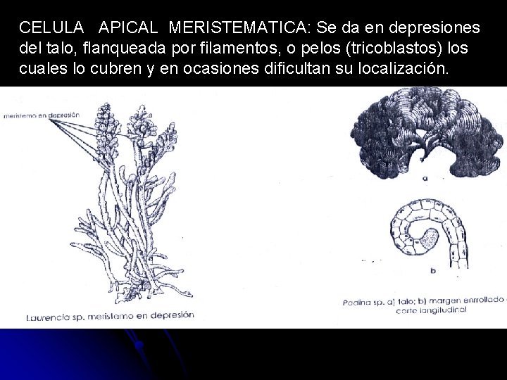CELULA APICAL MERISTEMATICA: Se da en depresiones del talo, flanqueada por filamentos, o pelos