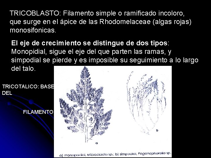 TRICOBLASTO: Filamento simple o ramificado incoloro, que surge en el ápice de las Rhodomelaceae
