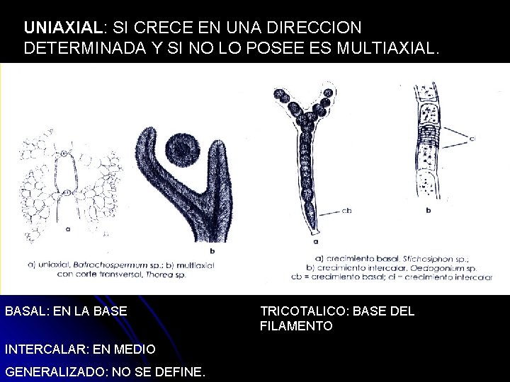 UNIAXIAL: SI CRECE EN UNA DIRECCION DETERMINADA Y SI NO LO POSEE ES MULTIAXIAL.