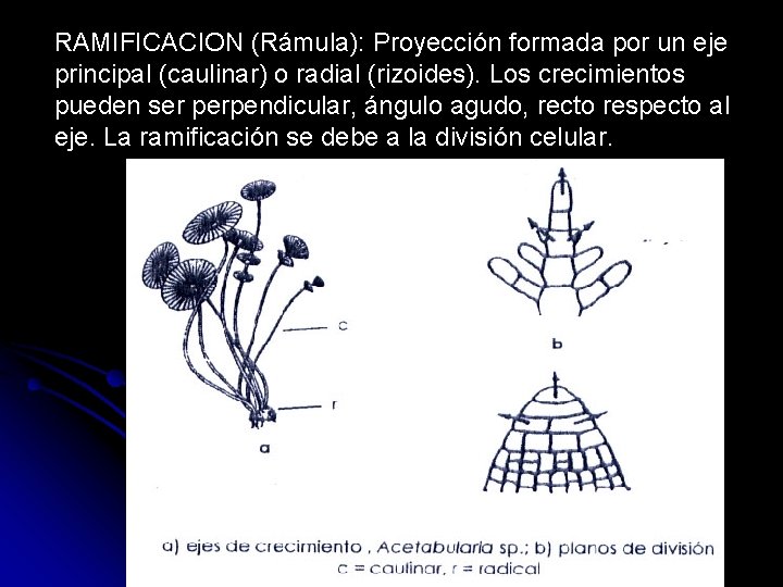 RAMIFICACION (Rámula): Proyección formada por un eje principal (caulinar) o radial (rizoides). Los crecimientos