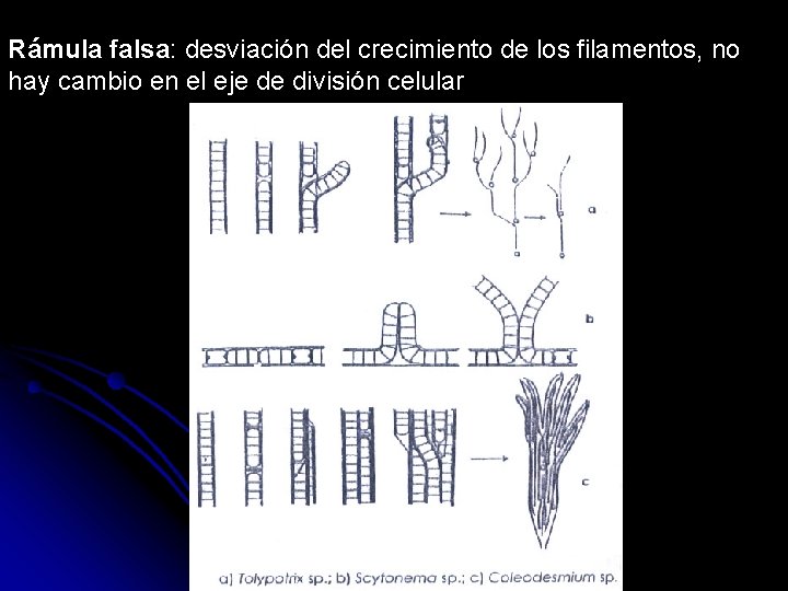 Rámula falsa: desviación del crecimiento de los filamentos, no hay cambio en el eje