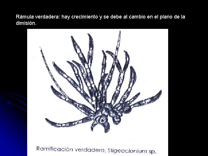 Rámula verdadera: hay crecimiento y se debe al cambio en el plano de la