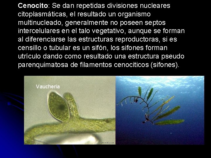 Cenocito: Se dan repetidas divisiones nucleares citoplasmáticas, el resultado un organismo multinucleado, generalmente no