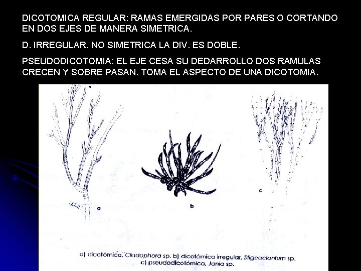 DICOTOMICA REGULAR: RAMAS EMERGIDAS POR PARES O CORTANDO EN DOS EJES DE MANERA SIMETRICA.