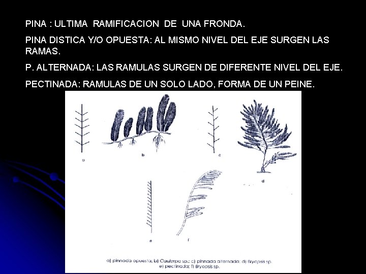 PINA : ULTIMA RAMIFICACION DE UNA FRONDA. PINA DISTICA Y/O OPUESTA: AL MISMO NIVEL