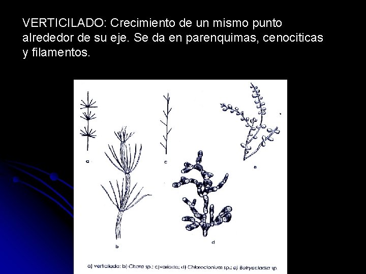 VERTICILADO: Crecimiento de un mismo punto alrededor de su eje. Se da en parenquimas,