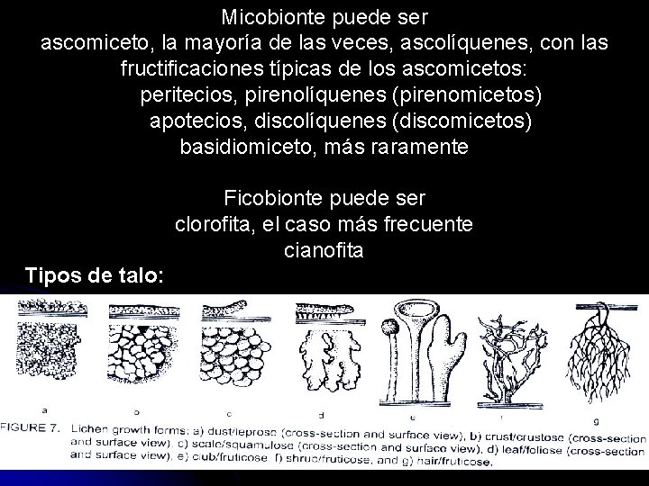 Micobionte puede ser ascomiceto, la mayoría de las veces, ascolíquenes, con las fructificaciones típicas