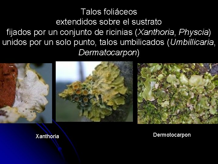 Talos foliáceos extendidos sobre el sustrato fijados por un conjunto de ricinias (Xanthoria, Physcia)