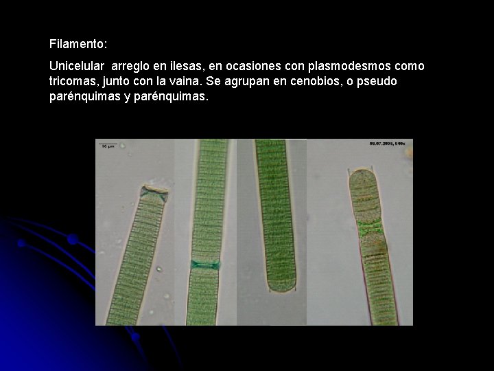 Filamento: Unicelular arreglo en ilesas, en ocasiones con plasmodesmos como tricomas, junto con la