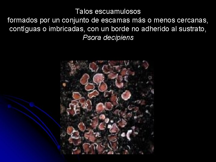 Talos escuamulosos formados por un conjunto de escamas más o menos cercanas, contíguas o