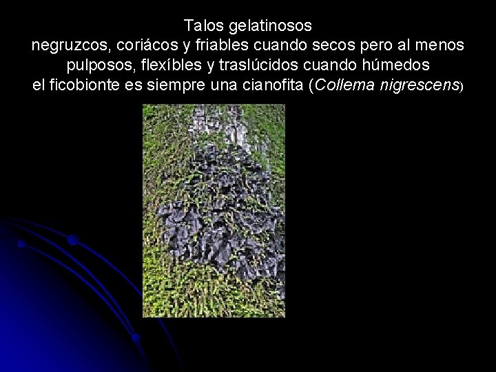 Talos gelatinosos negruzcos, coriácos y friables cuando secos pero al menos pulposos, flexíbles y