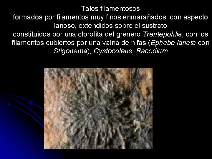Talos filamentosos formados por filamentos muy finos enmarañados, con aspecto lanoso, extendidos sobre el