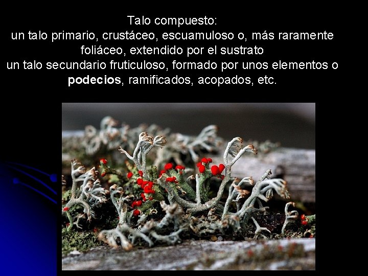 Talo compuesto: un talo primario, crustáceo, escuamuloso o, más raramente foliáceo, extendido por el