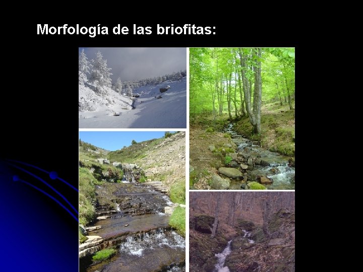 Morfología de las briofitas: 