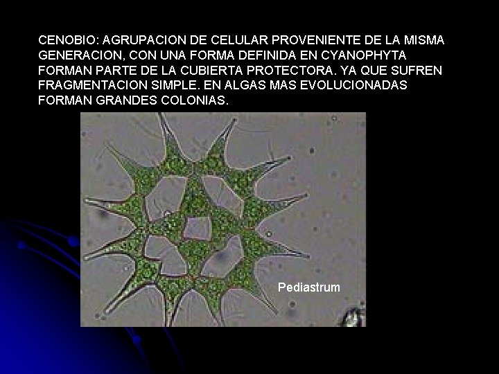 CENOBIO: AGRUPACION DE CELULAR PROVENIENTE DE LA MISMA GENERACION, CON UNA FORMA DEFINIDA EN