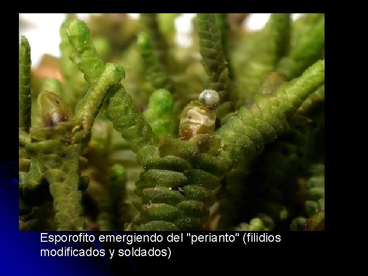 Esporofito emergiendo del "perianto" (filidios modificados y soldados) 