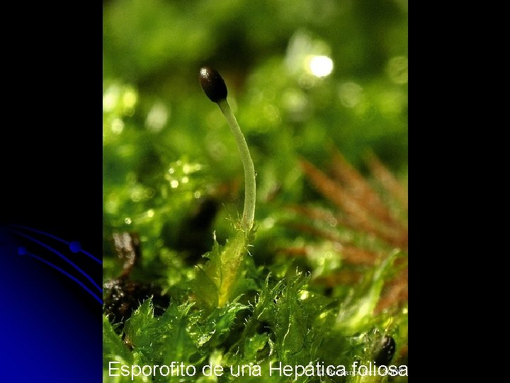 Esporofito de una Hepática foliosa 