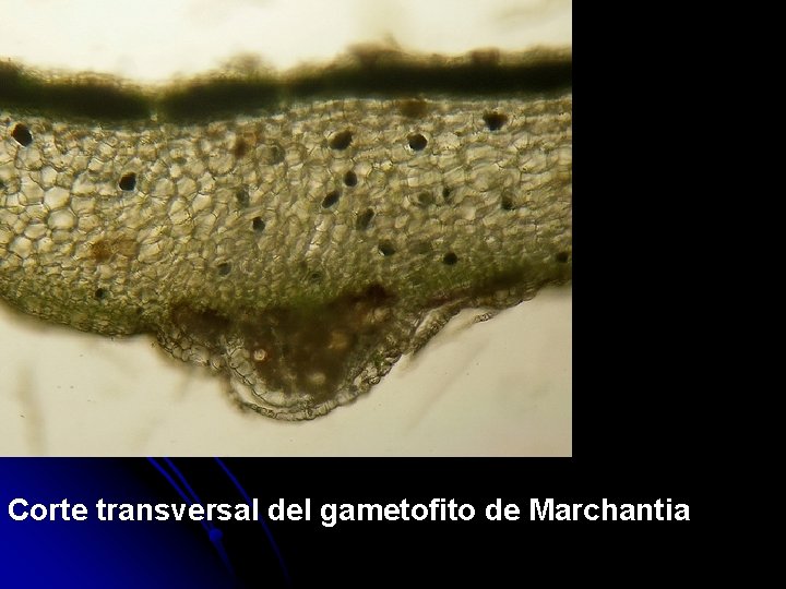 Corte transversal del gametofito de Marchantia 