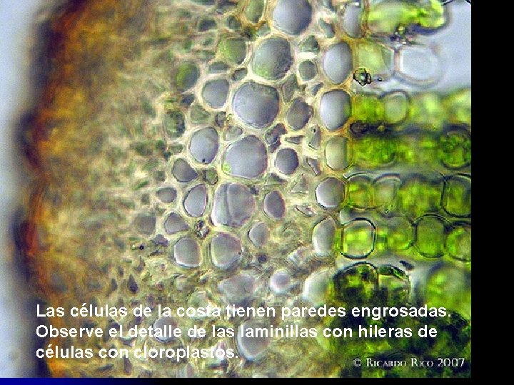 Las células de la costa tienen paredes engrosadas. Observe el detalle de las laminillas