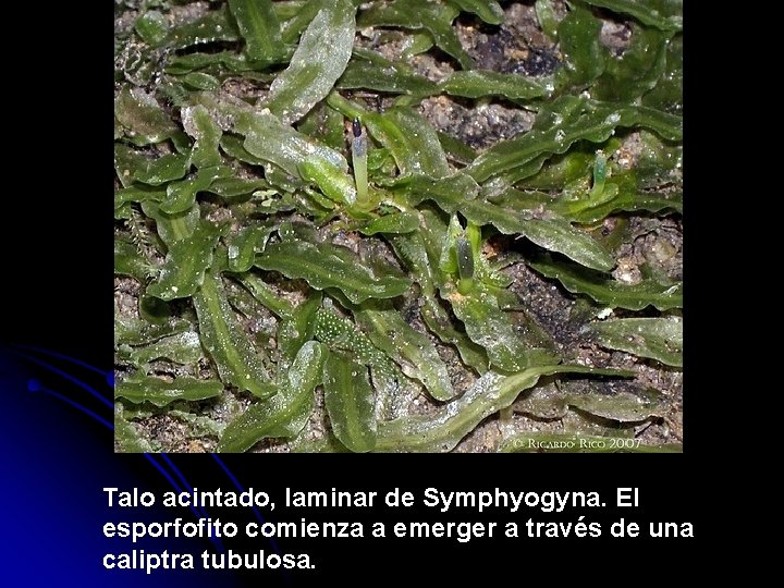 Talo acintado, laminar de Symphyogyna. El esporfofito comienza a emerger a través de una