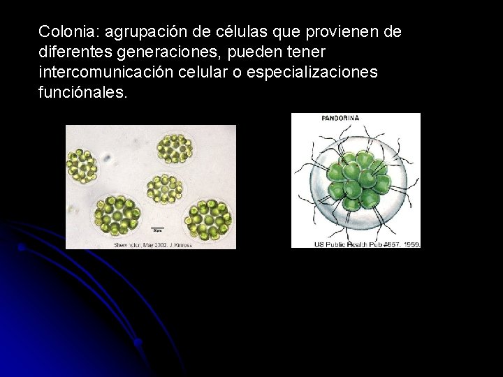 Colonia: agrupación de células que provienen de diferentes generaciones, pueden tener intercomunicación celular o