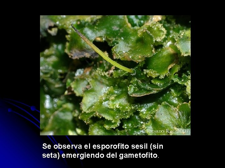 Se observa el esporofito sesil (sin seta) emergiendo del gametofito. 