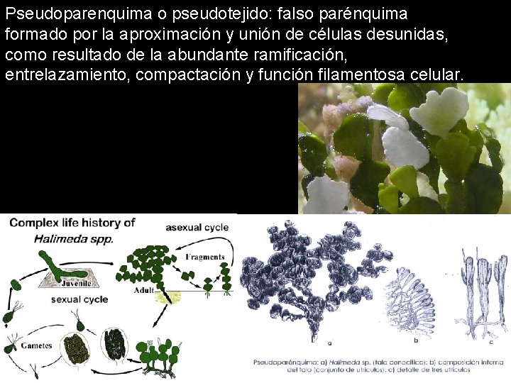 Pseudoparenquima o pseudotejido: falso parénquima formado por la aproximación y unión de células desunidas,