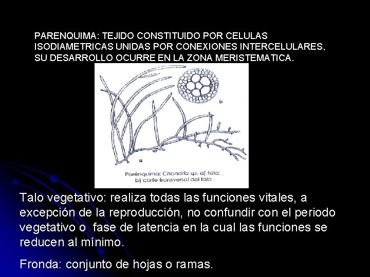 PARENQUIMA: TEJIDO CONSTITUIDO POR CELULAS ISODIAMETRICAS UNIDAS POR CONEXIONES INTERCELULARES, SU DESARROLLO OCURRE EN