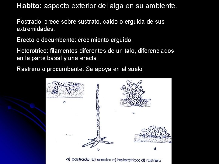 Habito: aspecto exterior del alga en su ambiente. Postrado: crece sobre sustrato, caído o