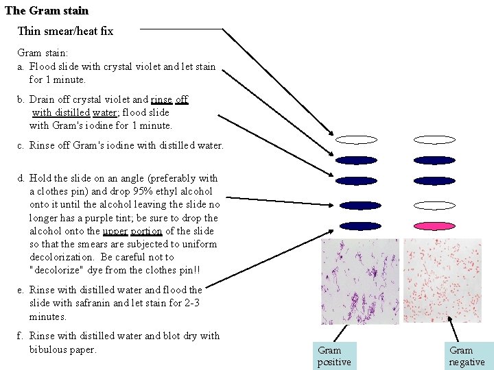 The Gram stain Thin smear/heat fix Gram stain: a. Flood slide with crystal violet The Gram stain Thin smear/heat fix Gram stain: a. Flood slide with crystal violet