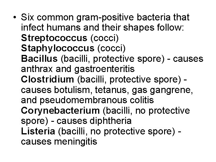 • Six common gram-positive bacteria that infect humans and their shapes follow: Streptococcus • Six common gram-positive bacteria that infect humans and their shapes follow: Streptococcus