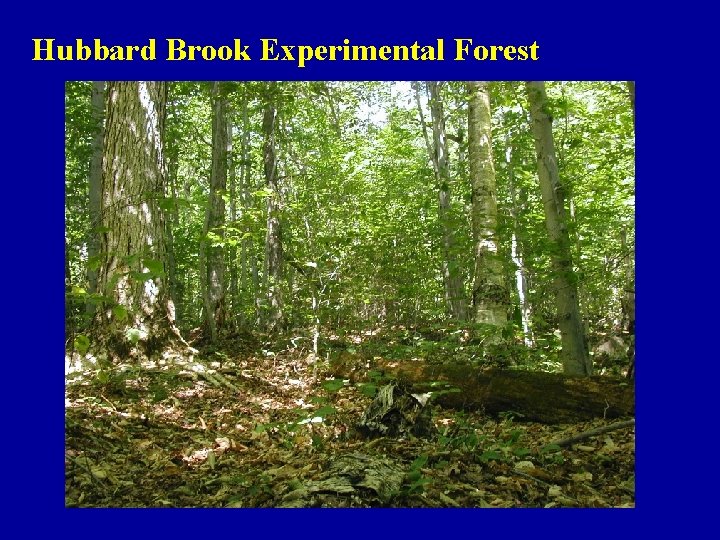 Hubbard Brook Experimental Forest 