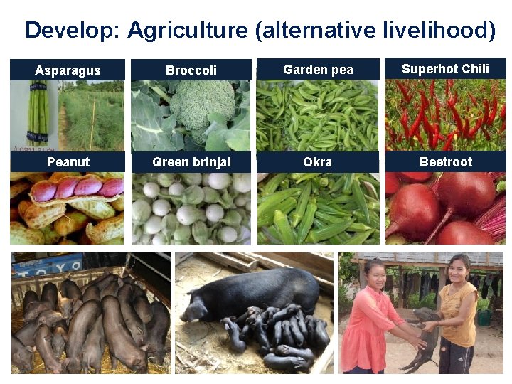 Develop: Agriculture (alternative livelihood) Asparagus Broccoli Garden pea Superhot Chili Peanut Green brinjal Okra