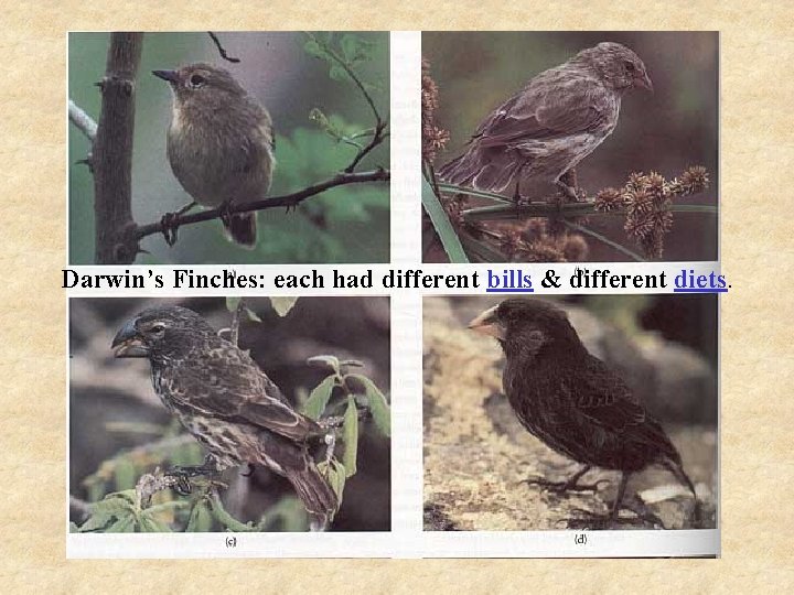 Darwin’s Finches: each had different bills & different diets. Darwin’s Finches: each had different bills & different diets.