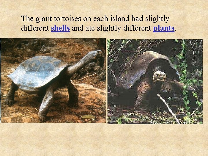 The giant tortoises on each island had slightly different shells and ate slightly different The giant tortoises on each island had slightly different shells and ate slightly different