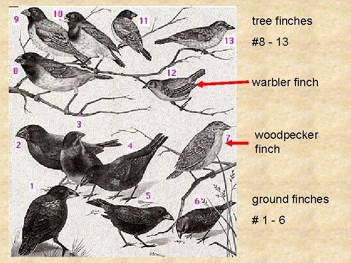 tree finches #8 - 13 warbler finch woodpecker finch ground finches #1 -6 tree finches #8 - 13 warbler finch woodpecker finch ground finches #1 -6