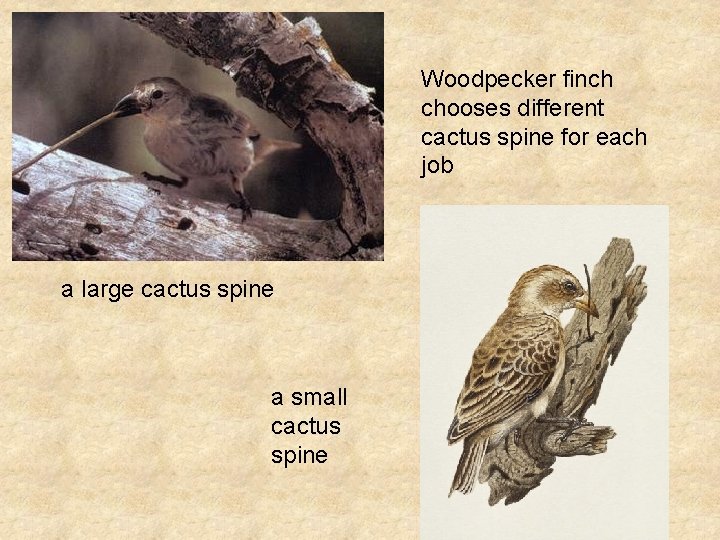 Woodpecker finch chooses different cactus spine for each job a large cactus spine a Woodpecker finch chooses different cactus spine for each job a large cactus spine a